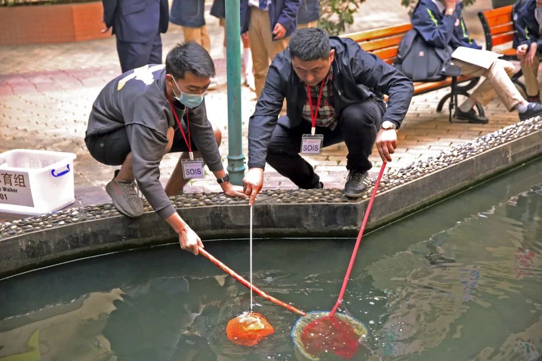 深国交神兽「龟来」 --  “汤圆Scarlett”和“水饺Rhett”移居至安托山 深国交 深圳国际交流学院 学在国交 第7张